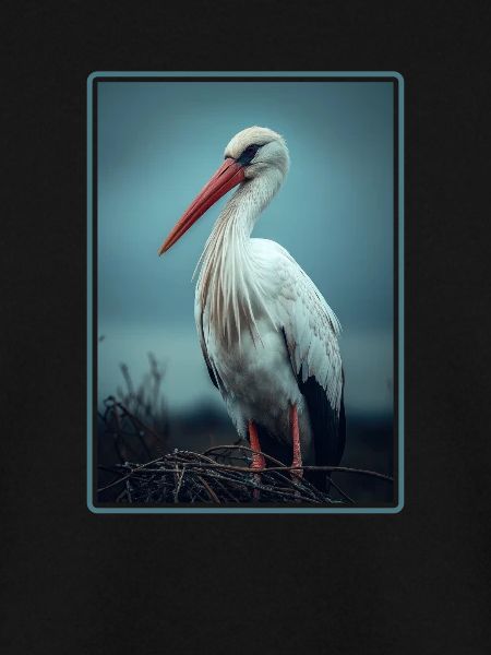 Störche Storch