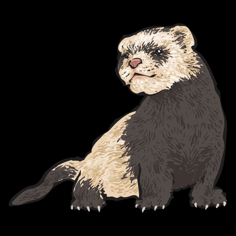 Furet, propriétaire de furet