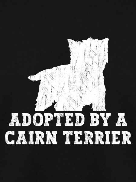 Cairn Terrier Hund