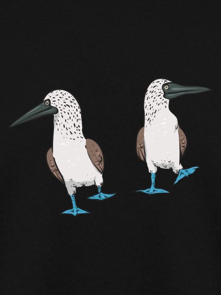 Blaufußtölpel Blue-footed Booby Seevogel
