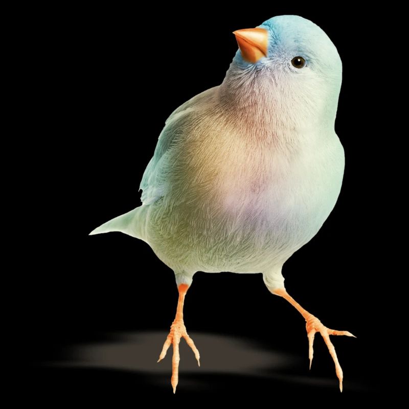 Nachdenklicher Vogel