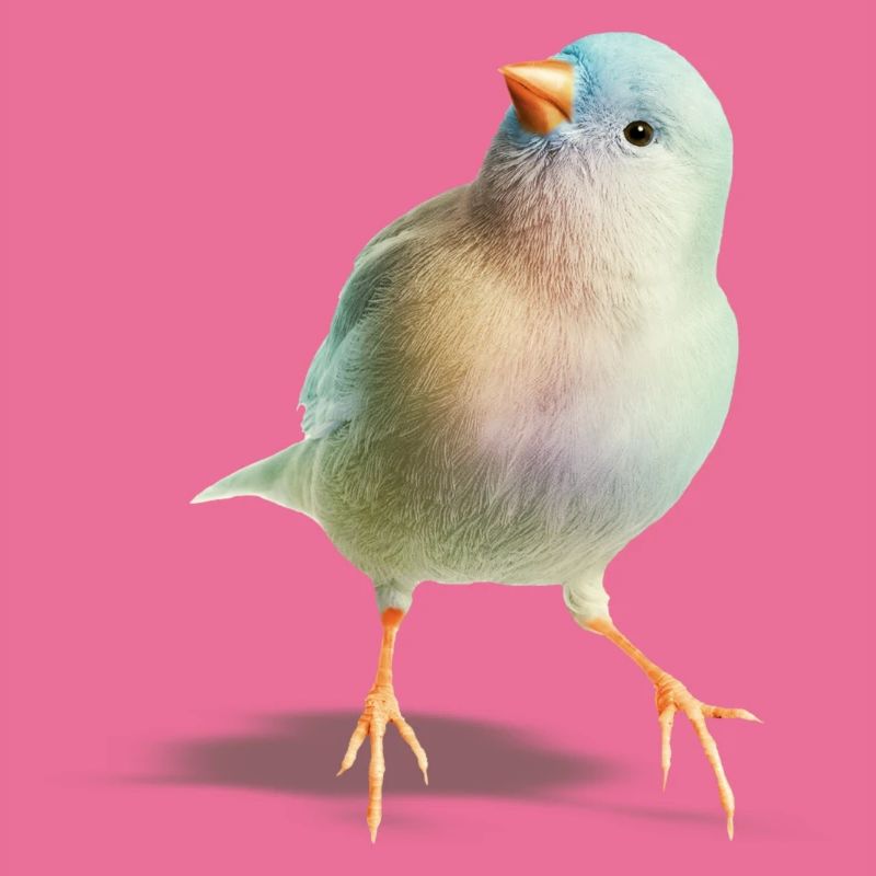 Nachdenklicher Vogel