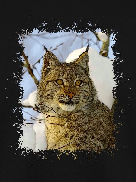 Luchs