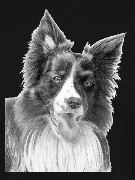 Border Collie Nr. 3