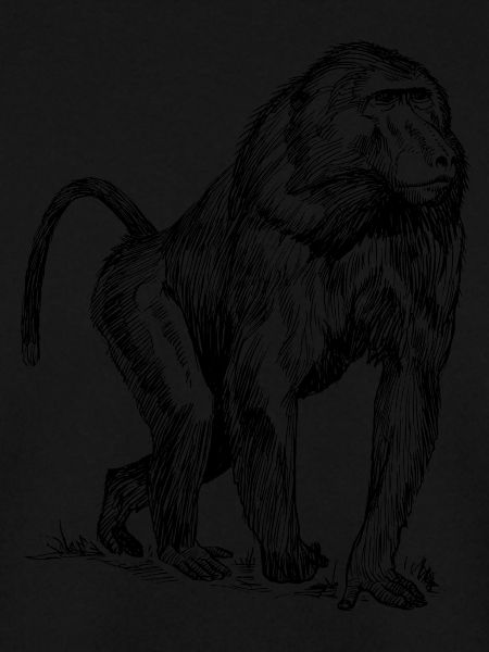 Affe Pavian