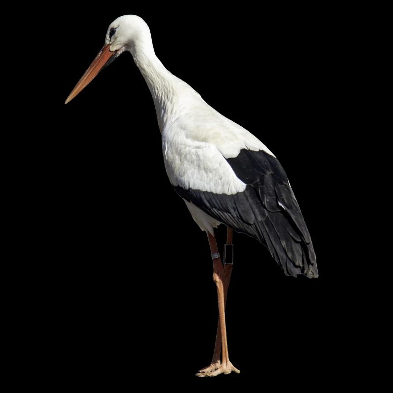 Storch