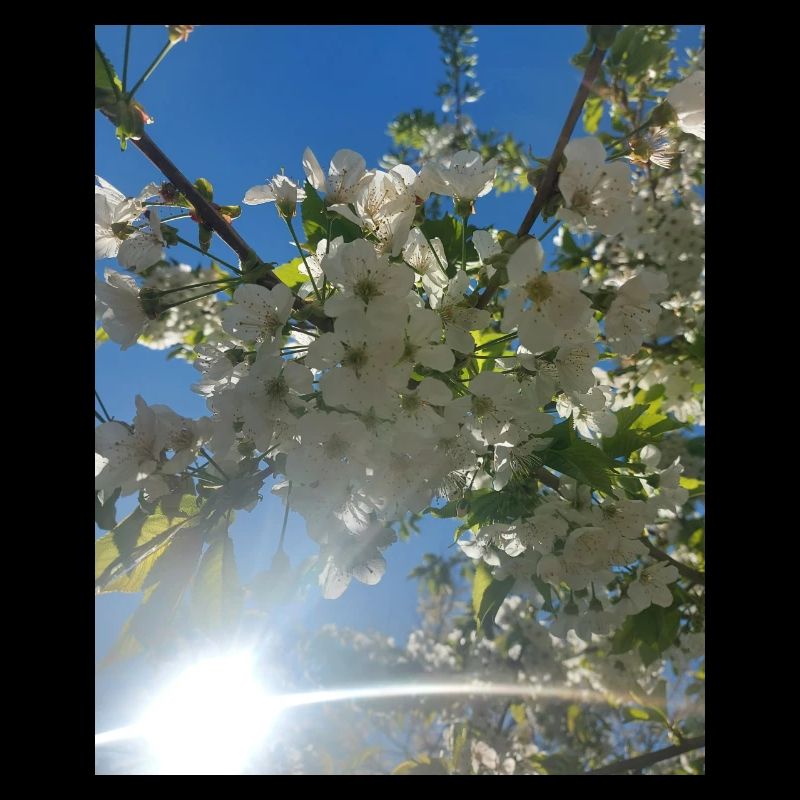 Kirschblüten