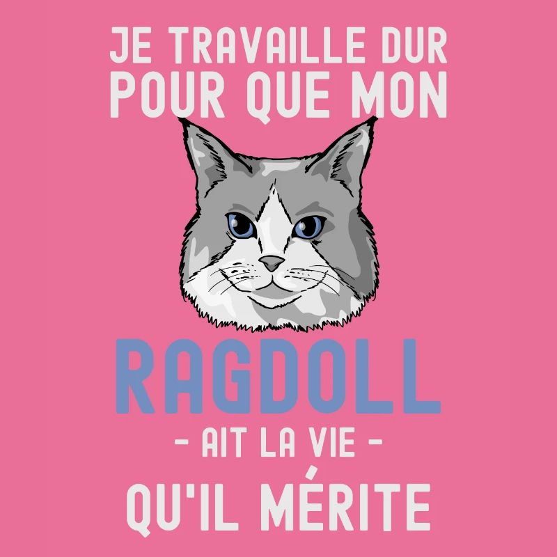 Chat mignon de race Ragdoll