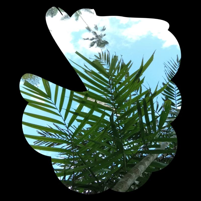 Vase de ciel et de feuilles de palmier