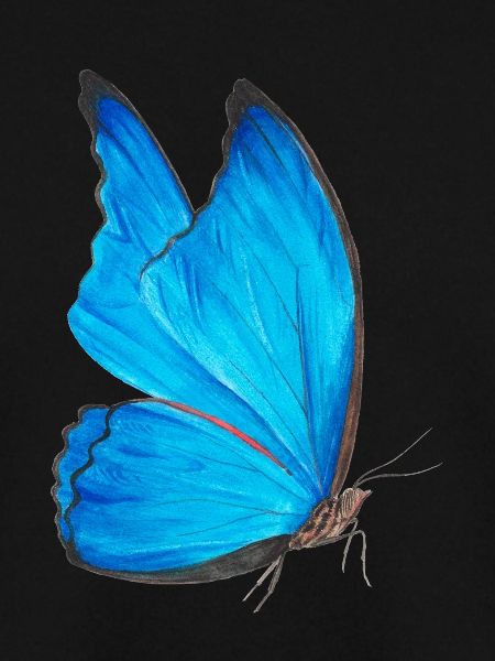blauer Schmetterling