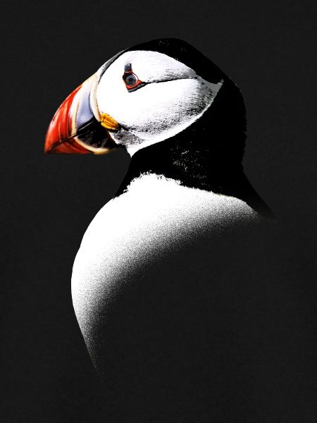 Atlantic Puffin