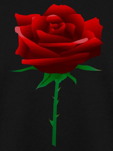 Red rose