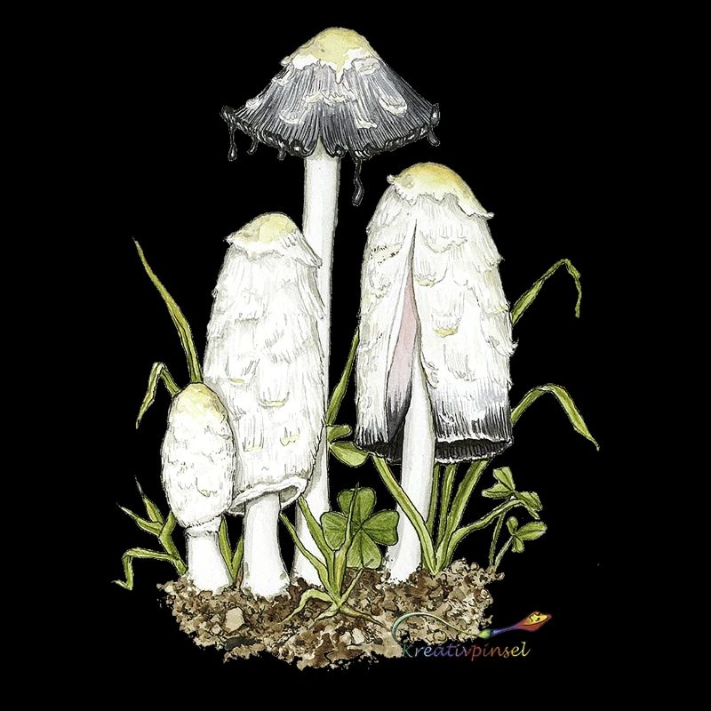Crested Inklings, champignon de l’année 2024