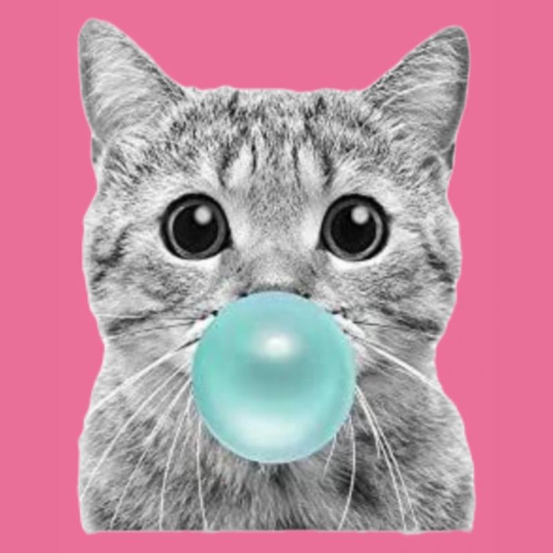 coole Katze
