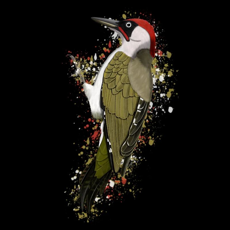Grünspecht Vogel Vogelfreund Vogelbeobachter