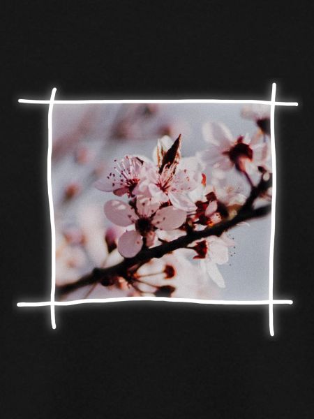 Cherry Blossoms & Cherry Tree