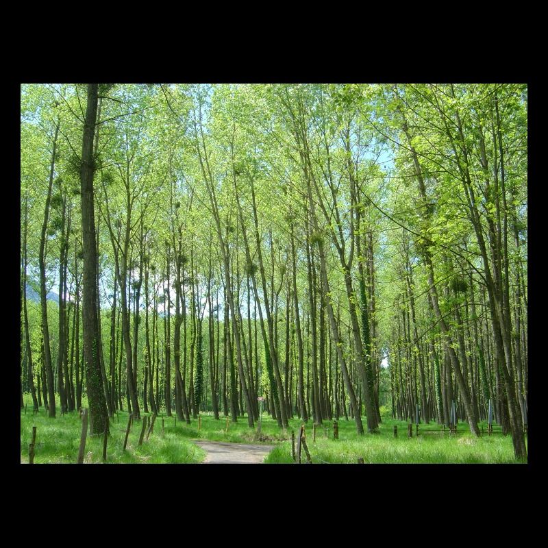 Frühling im Wald