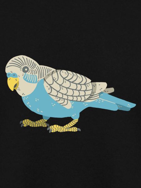 Budgerigar