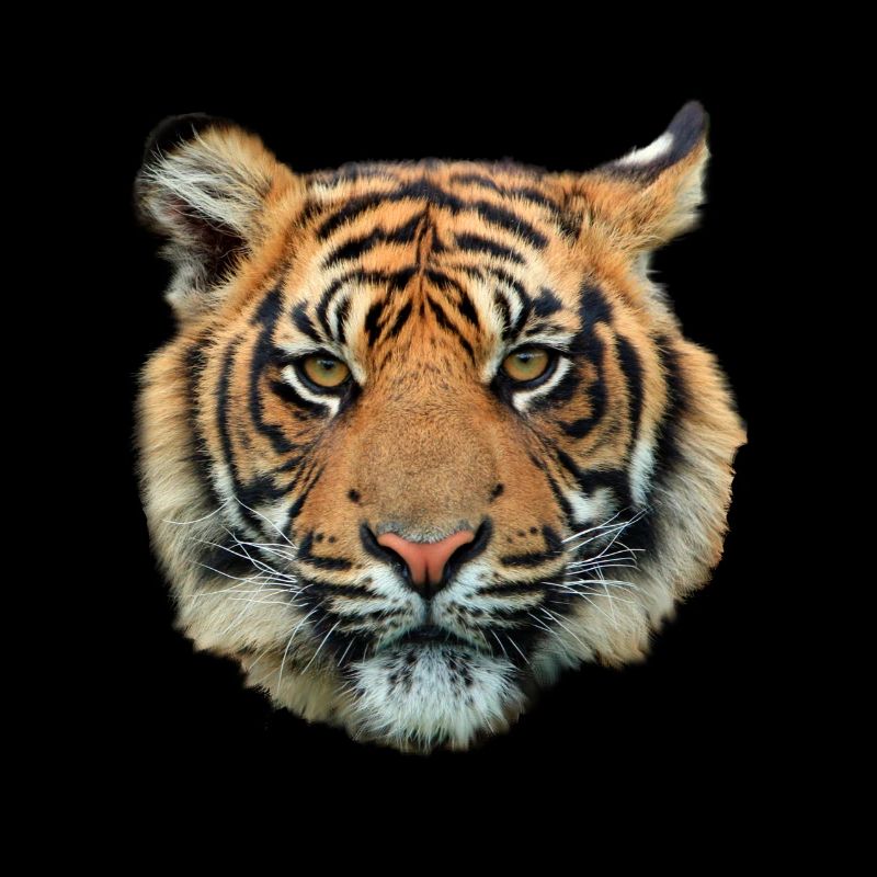 tiger