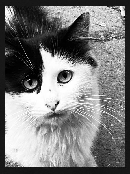 Katzen