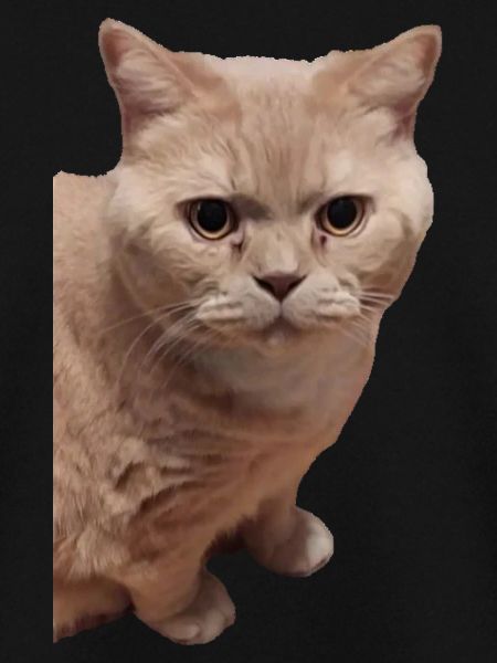 britisch Kurzhaar Katze Katzen