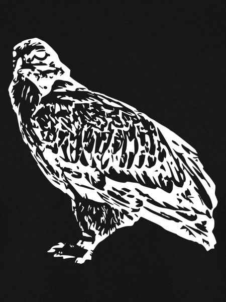 Falken Vogel Vögel