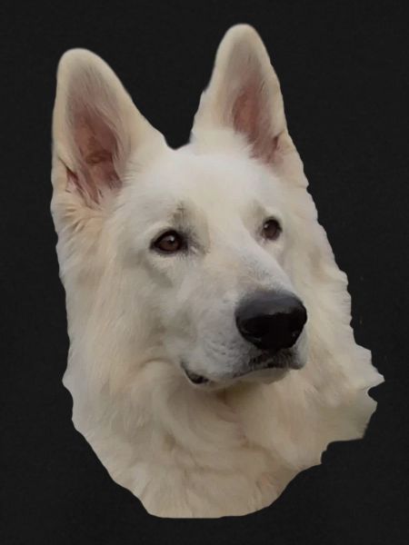 weisser Schäferhund Kopf