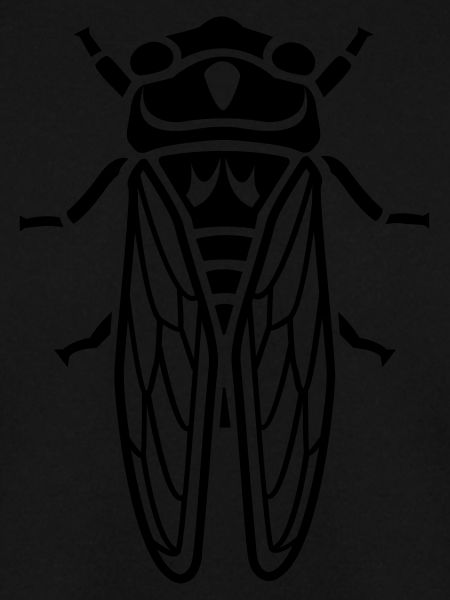Cicada - insect