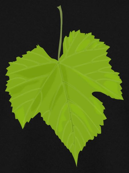 Maple leaf