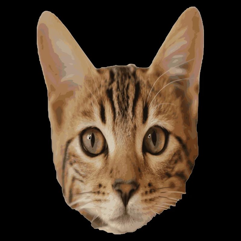 Tête de chat