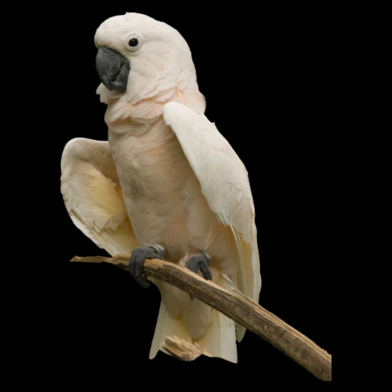 cacato galah blanc