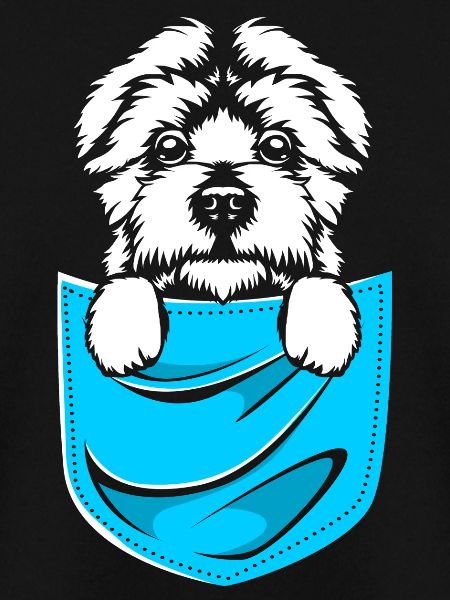 Maltese