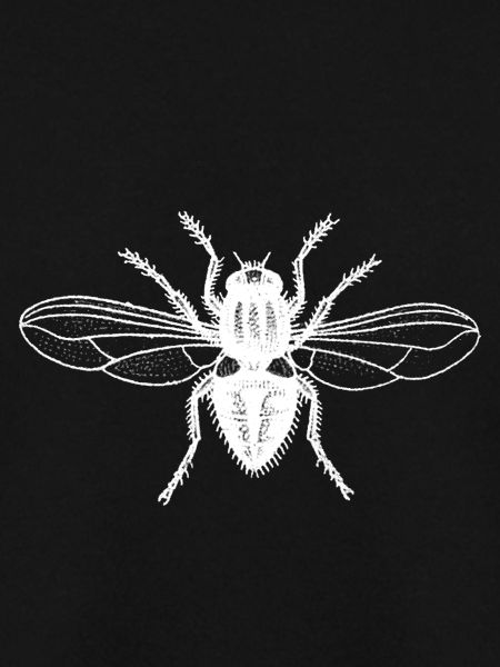 Weiße Fliege