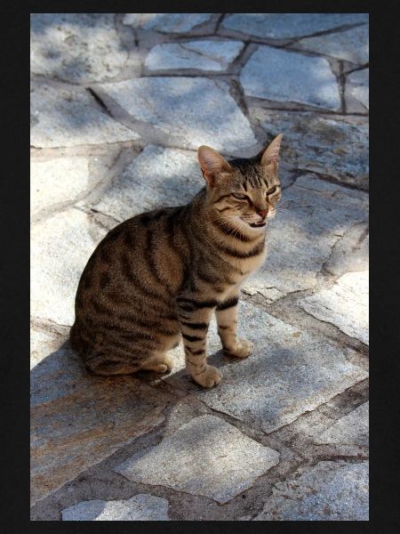 Katze Kätzchen
