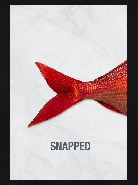 Snapped Fisch Minimal Design Modern