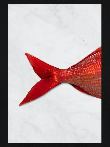 Roter Fisch Minimal Art Design