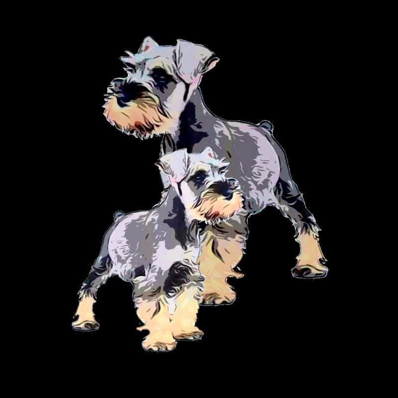 Zwergschnauzer duo