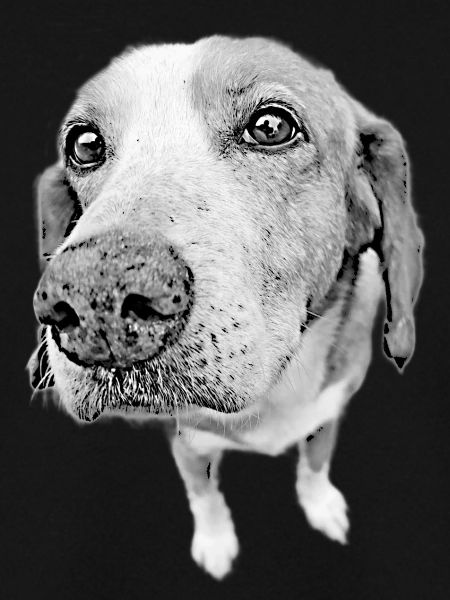 Doggy Nose