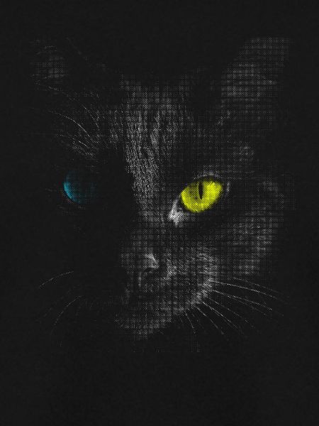Black cat