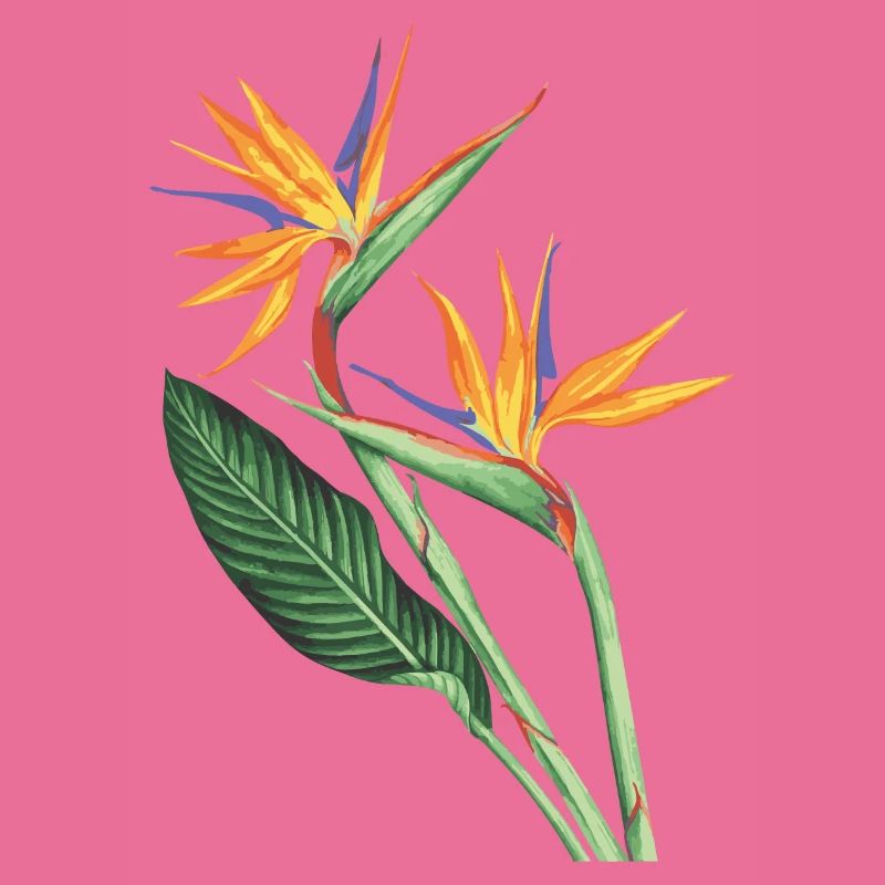 Oiseaux du paradis
