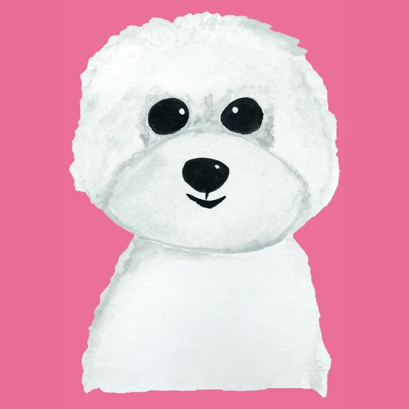 Bichon Hündchen