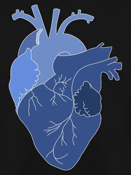 anatomisches Herz, Outline weiß