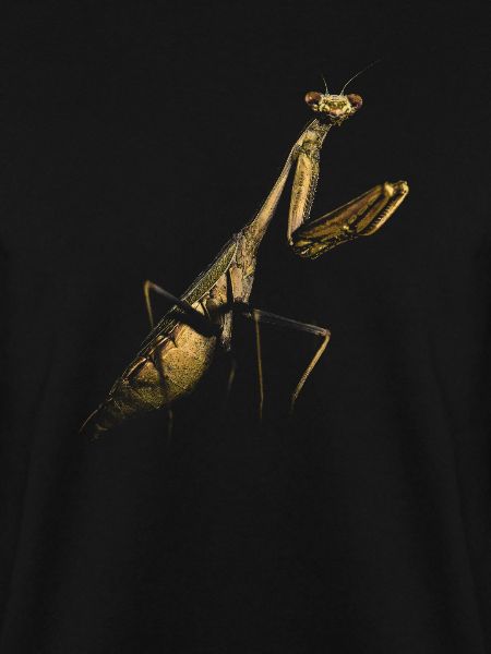 Gottesanbeterin Mantis
