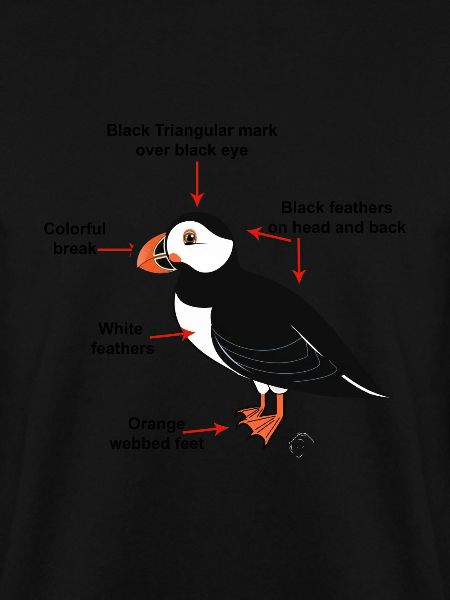 puffin