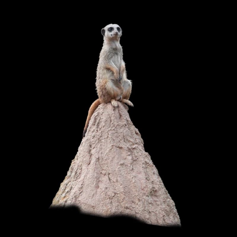 Erdmännchen_Hügel_1