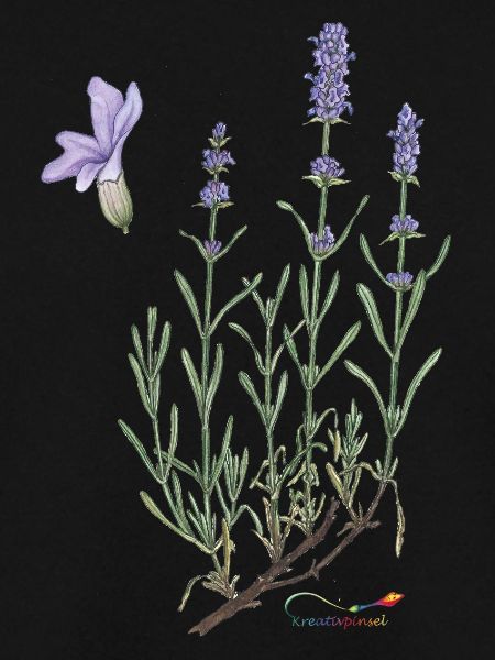 lavender