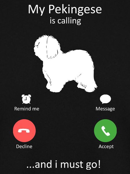 Pekingese ruft lustigen Hundebesitzer an
