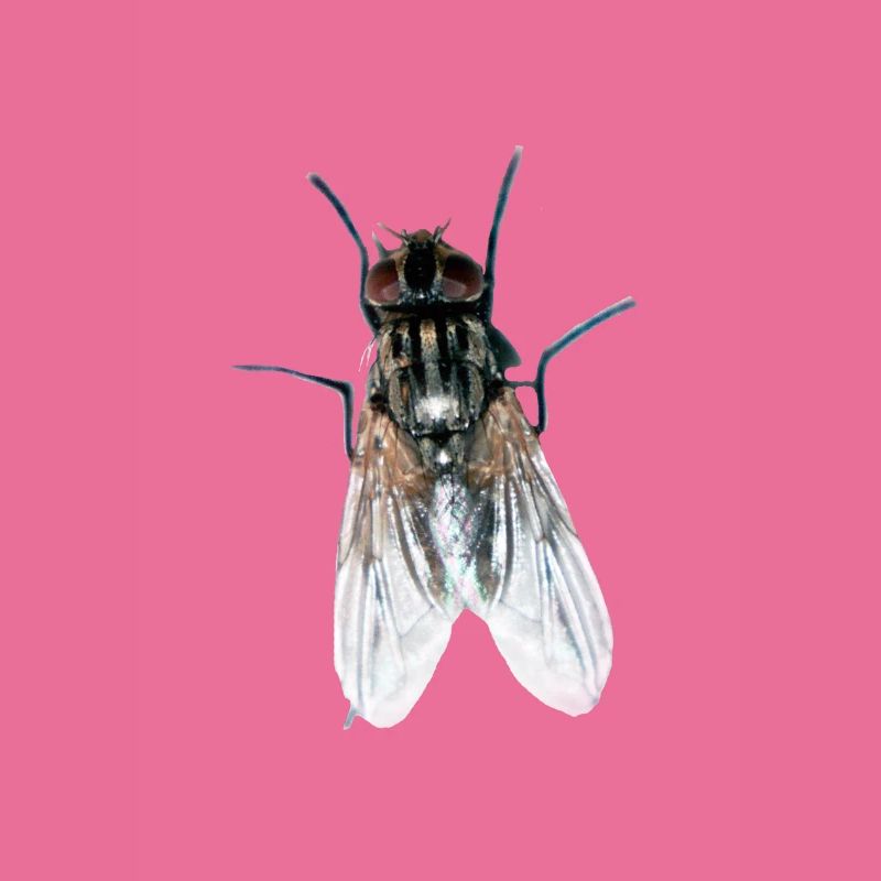 fliege