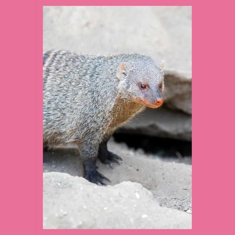 Gebänderte Manguste oder Zebramanguste