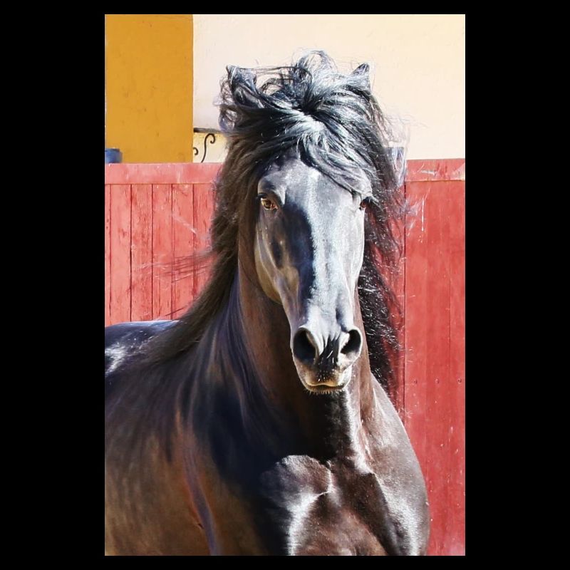 Pferd, Isibat